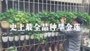 史上最全旱金莲品种,20种不同花色品种,99%人没见过生活完整版视频在线观看爱奇艺