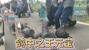 河南许昌集市,“元宝”鸽最受欢迎,乳鸽200一对,体型真“丰满”生活完整版视频在线观看爱奇艺