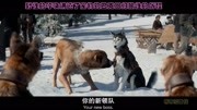 野性的呼唤剪辑片段8 巴克被加入了雪橇犬,原来犬社会也有潜规则电影完整版视频在线观看爱奇艺