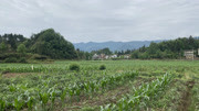 四兽俱全都说风水宝地,穴山葬满祖坟风水,坟墓后代都是劳苦大众生活完整版视频在线观看爱奇艺