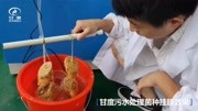 甘度污水处理 | 微生物菌种挂膜效果资讯搜索最新资讯爱奇艺