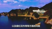 安徽亳州藏红花多少钱一斤,伊朗藏红花一克多少钱资讯搜索最新资讯爱奇艺