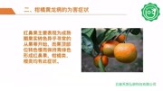 【柑橘种植】病害黄龙病的识别与生态防控技术资讯搜索最新资讯爱奇艺