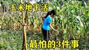 农村妇女在玉米地干活,最怕碰见这3件事,个个难以开口生活完整版视频在线观看爱奇艺