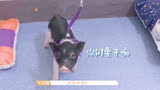 【台风少年行】众人与猪 崽崽的爱恨情仇1               马嘉祺 丁程鑫 宋亚轩 刘耀文 姚景元