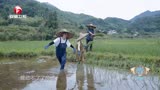 人类迷惑行为，周艺轩稻田里抓鸭，动作太搞笑了｜皖美旅拍