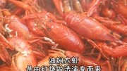 武汉的夏天要来了，当然少不了超级美味的油焖大虾