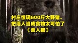 村庄惊现600斤大野猪，把活人当成食物太可怕了《食人猪》