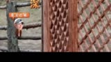王鹤棣综艺亲爱的客栈帮助武艺引荐沈月