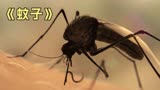 《蚊子》只要被蚊子咬一口，就会被复制了？
