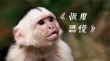 《极度恐慌》：神秘病毒席卷全球，竟是一只猴子引发的血案！