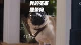 《我的冤家是条狗》它不是你的全部，而你却是它的唯一