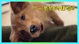 一条狗的使命：狗狗陪你走过的一小段，却是它不离不弃的一辈子