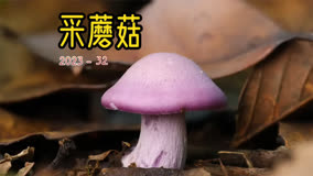 2023蘑菇季完美收官，最后一波紫丁香蘑 松乳菇采到爽