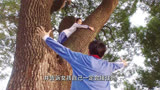 半是蜜糖半是伤 _半是蜜糖半是伤解说 #好剧   #白鹿   #罗云熙