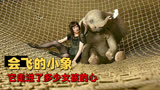 小飞象：大耳朵小象为了救出自己的妈妈，不断挑战自我
