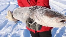 冬季零下31度捕鱼，是种什么体验？