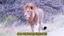 流浪雄狮本想在丛林里安家，却发现了巨大狮王，只好跑了