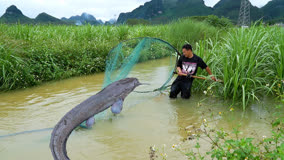 一夜大雨导致河水暴涨，阿琪扛着八米大抄网去抓鱼，收获太牛了