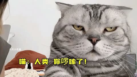 猫：人类，你啰嗦了！