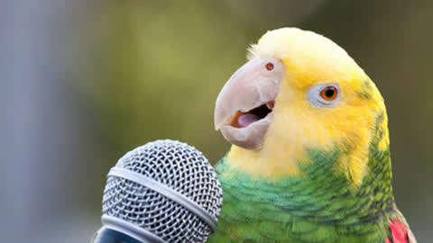 鹦鹉唱歌声音图片
