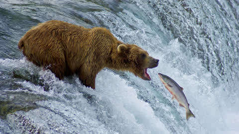 熊怎么抓鱼图片