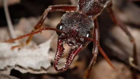 史前巨蚁有史来最大蚂蚁