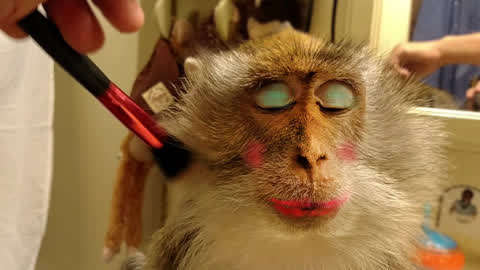 动物情报局  :这鬼畜妆容不敢直视!大开眼界!猴子也爱化妆?