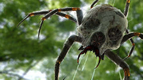 蜘蛛的照片恐怖图片