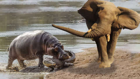 河马在水中与鳄鱼大战,没想到大象却攻击河马,镜头拍下全过程!