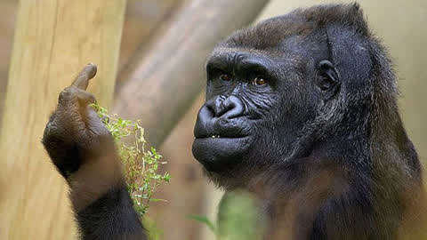 成精了的大猩猩,不仅会竖中指鄙视,还会羞羞的手势动作(结尾)