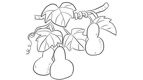 小林简笔画  :藤蔓上的葫芦儿童简笔画