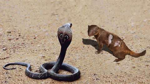 蛇与动物的精彩捕猎视频  :眼镜蛇作死主动攻击猫鼬