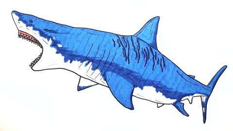 巨齿鲨素描图画图片