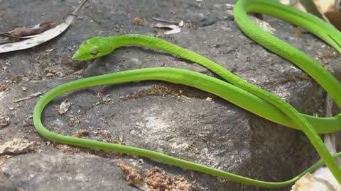 这条绿色的蛇是竹叶青吗?网友:不,它是没化形的小青