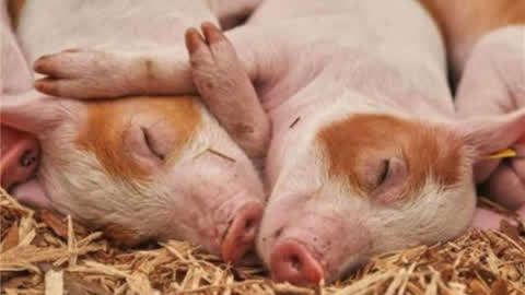 主人误把一只公猪放进100只母猪中,三个月后,母猪集体怀孕了!