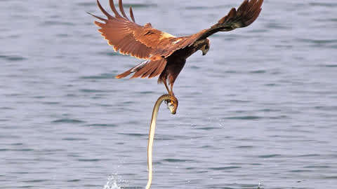 老鹰抓起大海蛇,带入空中,二者在空中展开生死搏斗!
