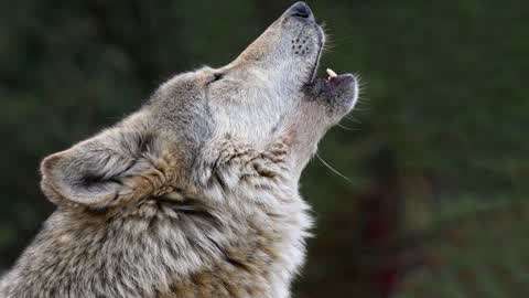 为什么狼总是孤独的对着月亮嚎叫看完解开多年疑惑长知识了