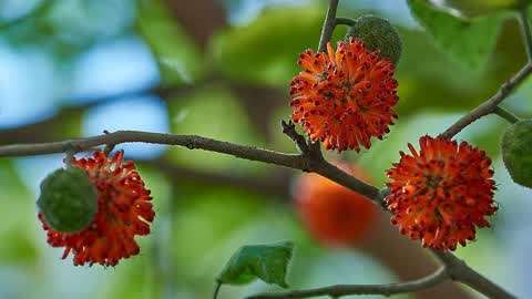 农村这种树的果实像杨梅,被人称为肾宝,老人却说它不能吃!
