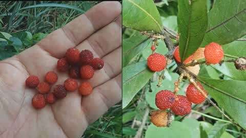 貴州農村趣事多 :迷你楊梅只有黃豆般大