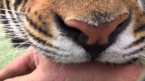 老虎舌头上的刺图片