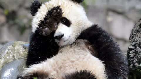 大熊猫最怕什么动物图片