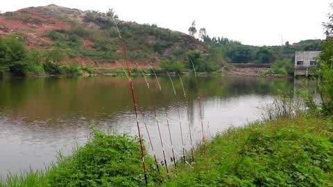 野釣山城 :水質很好的小河,磯竿釣谷麥,下竿就中青魚