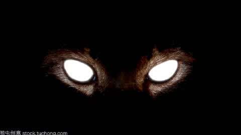 生活千姿百态  :猫的眼睛在晚上会发光