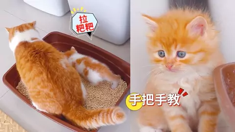 Kritter Klub 救助失明的小猫咪中文字幕blind Cat Wants To See His Mom 生活 完整版视频在线观看 爱奇艺