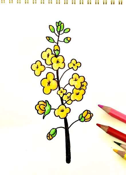油菜花的花瓣简笔画图片