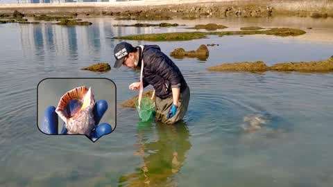 漁村小馬趕海撿海鮮 :小馬抓大海螺衣服全溼了,換來不少收穫,馬上就