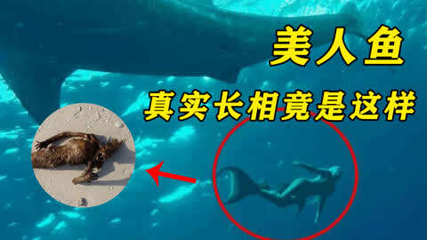 美人魚真的存在嗎?真實模樣曝光大跌眼鏡!進化論中缺失的是它嗎