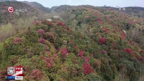 貴州-貴州新聞聯播 :百里杜鵑花期開啟 旅遊產業提質升級