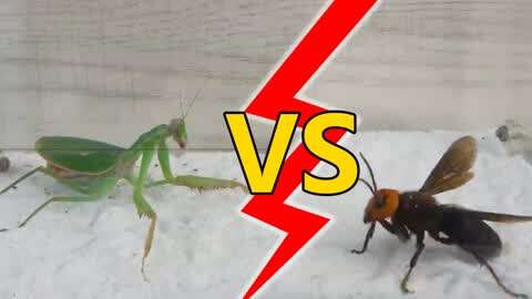 昆虫大战:巨人螳螂vs胡蜂,谁是王者,索尼克快猜一猜